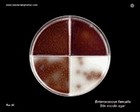 Enterococcus